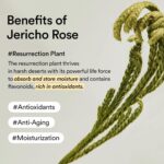 خرید Abib Collagen Eye Crème Jericho Rose Tube for از آمازون امارات